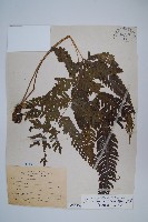 傅氏鳳尾蕨藏品圖，第1張