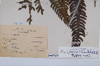 傅氏鳳尾蕨藏品圖，第2張