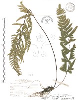 半邊羽裂鳳尾蕨藏品圖，第1張