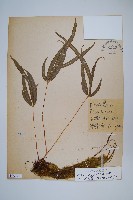 長葉鳳尾蕨藏品圖，第1張