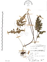 半邊羽裂鳳尾蕨藏品圖，第1張