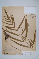 臺灣鳳尾蕨藏品圖，第1張