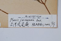 臺灣鳳尾蕨藏品圖，第2張