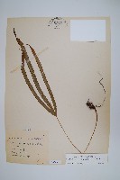 長葉鳳尾蕨藏品圖，第1張