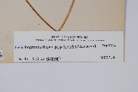 長葉鳳尾蕨藏品圖，第2張