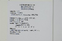 排灣三叉蕨藏品圖，第2張