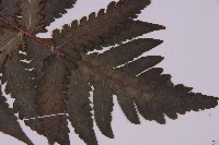 排灣三叉蕨藏品圖，第3張