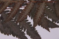 排灣三叉蕨藏品圖，第4張