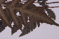 排灣三叉蕨藏品圖，第5張