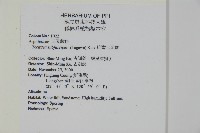 排灣三叉蕨藏品圖，第5張