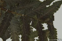 排灣三叉蕨藏品圖，第6張