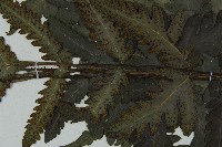 排灣三叉蕨藏品圖，第7張