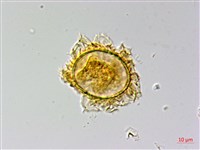 排灣三叉蕨藏品圖，第2張