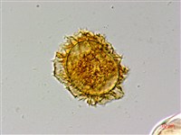 排灣三叉蕨藏品圖，第3張