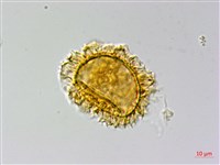 排灣三叉蕨藏品圖，第4張