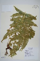 三角脈鳳尾蕨藏品圖，第1張