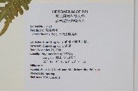 三角脈鳳尾蕨藏品圖，第2張