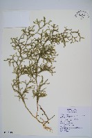 過山龍藏品圖，第1張