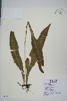 萊氏線蕨藏品圖，第1張