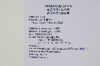 萊氏線蕨藏品圖，第2張