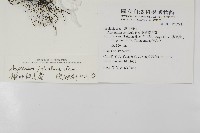 鐮葉鐵角蕨藏品圖，第5張