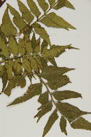 鐮葉鐵角蕨藏品圖，第6張