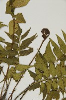 鐮葉鐵角蕨藏品圖，第7張