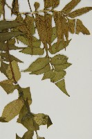 鐮葉鐵角蕨藏品圖，第8張