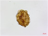 鐮葉鐵角蕨藏品圖，第2張