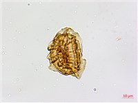 鐮葉鐵角蕨藏品圖，第3張