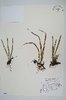 擬烏蘇里瓦葦藏品圖，第1張