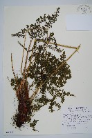 稀子蕨藏品圖，第1張