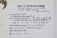 稀子蕨藏品圖，第2張