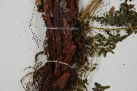 稀子蕨藏品圖，第3張