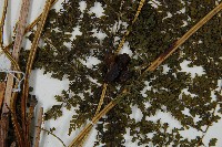 稀子蕨藏品圖，第4張