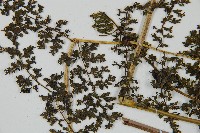 稀子蕨藏品圖，第5張