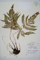 臺灣鱗毛蕨藏品圖，第1張