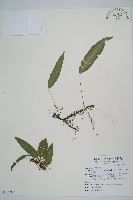 單葉雙蓋蕨藏品圖，第1張