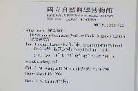 單葉雙蓋蕨藏品圖，第2張