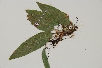 單葉雙蓋蕨藏品圖，第3張