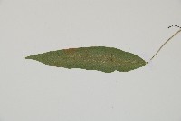 單葉雙蓋蕨藏品圖，第4張