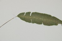 單葉雙蓋蕨藏品圖，第5張