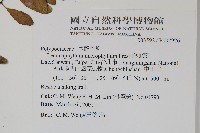 抱樹蕨、伏石蕨藏品圖，第2張