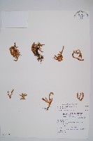 相馬氏石松藏品圖，第1張