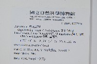 日本金粉蕨藏品圖，第2張