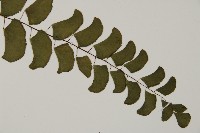 半月形鐵線蕨藏品圖，第2張