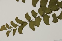 半月形鐵線蕨藏品圖，第3張