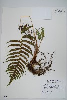 野小毛蕨藏品圖，第1張