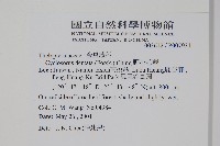 野小毛蕨藏品圖，第2張