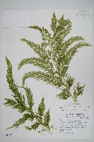 全緣卷柏藏品圖，第1張